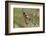 Male Black Headed Grosbeak-John Alves-Framed Photographic Print