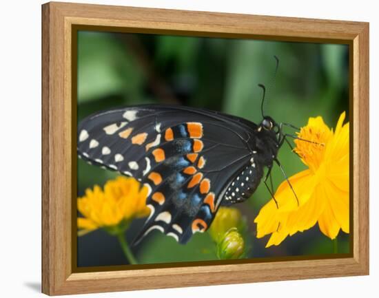 Male Black Swallowtail on Yellow Cosmos, Florida-Maresa Pryor-Framed Premier Image Canvas