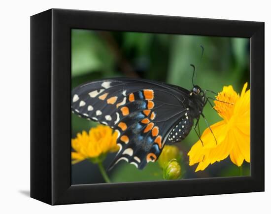 Male Black Swallowtail on Yellow Cosmos, Florida-Maresa Pryor-Framed Premier Image Canvas