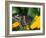 Male Black Swallowtail on Yellow Cosmos, Florida-Maresa Pryor-Framed Photographic Print