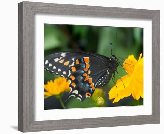 Male Black Swallowtail on Yellow Cosmos, Florida-Maresa Pryor-Framed Photographic Print