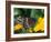 Male Black Swallowtail on Yellow Cosmos, Florida-Maresa Pryor-Framed Photographic Print