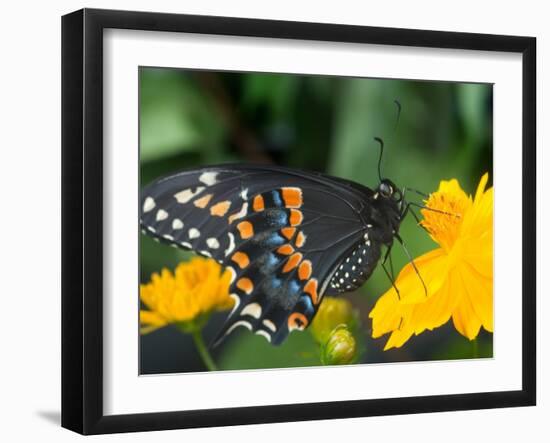 Male Black Swallowtail on Yellow Cosmos, Florida-Maresa Pryor-Framed Photographic Print