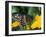 Male Black Swallowtail on Yellow Cosmos, Florida-Maresa Pryor-Framed Photographic Print