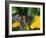 Male Black Swallowtail on Yellow Cosmos, Florida-Maresa Pryor-Framed Photographic Print