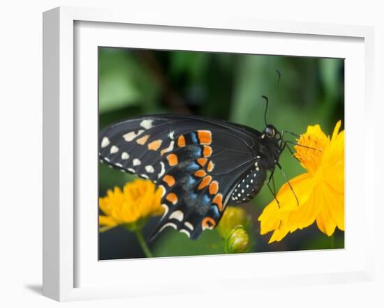 Male Black Swallowtail on Yellow Cosmos, Florida-Maresa Pryor-Framed Photographic Print