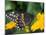 Male Black Swallowtail on Yellow Cosmos, Florida-Maresa Pryor-Mounted Photographic Print