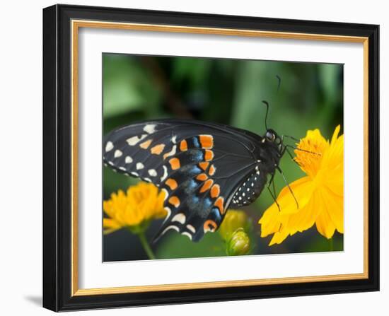 Male Black Swallowtail on Yellow Cosmos, Florida-Maresa Pryor-Framed Photographic Print