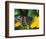 Male Black Swallowtail on Yellow Cosmos, Florida-Maresa Pryor-Framed Photographic Print