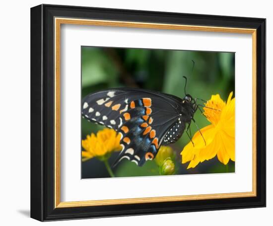 Male Black Swallowtail on Yellow Cosmos, Florida-Maresa Pryor-Framed Photographic Print