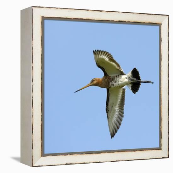 Male Black-Tailed Godwit (Limosa Limosa) In Flight, Marais Breton, Brittany - Bretagne-Loic Poidevin-Framed Premier Image Canvas