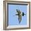 Male Black-Tailed Godwit (Limosa Limosa) In Flight, Marais Breton, Brittany - Bretagne-Loic Poidevin-Framed Photographic Print
