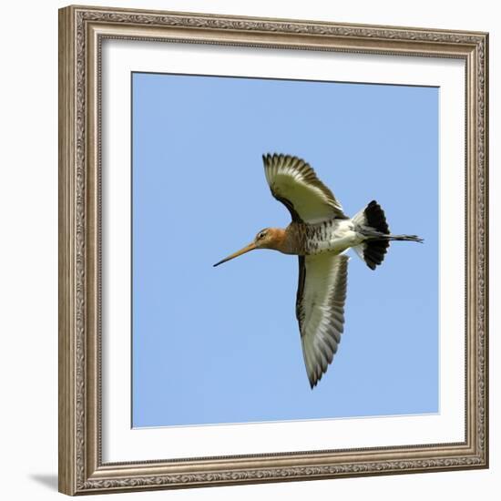 Male Black-Tailed Godwit (Limosa Limosa) In Flight, Marais Breton, Brittany - Bretagne-Loic Poidevin-Framed Photographic Print