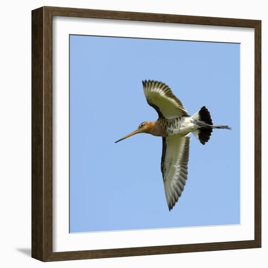 Male Black-Tailed Godwit (Limosa Limosa) In Flight, Marais Breton, Brittany - Bretagne-Loic Poidevin-Framed Photographic Print