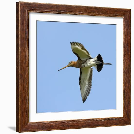 Male Black-Tailed Godwit (Limosa Limosa) In Flight, Marais Breton, Brittany - Bretagne-Loic Poidevin-Framed Photographic Print