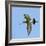 Male Black-Tailed Godwit (Limosa Limosa) In Flight, Marais Breton, Brittany - Bretagne-Loic Poidevin-Framed Photographic Print