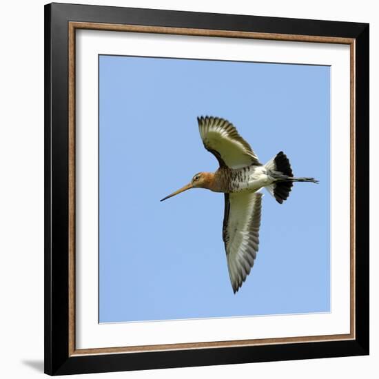 Male Black-Tailed Godwit (Limosa Limosa) In Flight, Marais Breton, Brittany - Bretagne-Loic Poidevin-Framed Photographic Print