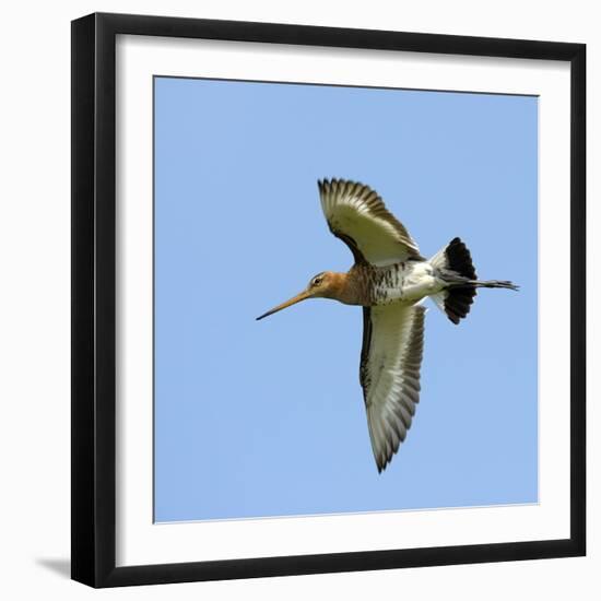 Male Black-Tailed Godwit (Limosa Limosa) In Flight, Marais Breton, Brittany - Bretagne-Loic Poidevin-Framed Photographic Print