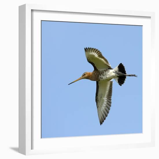 Male Black-Tailed Godwit (Limosa Limosa) In Flight, Marais Breton, Brittany - Bretagne-Loic Poidevin-Framed Photographic Print