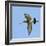 Male Black-Tailed Godwit (Limosa Limosa) In Flight, Marais Breton, Brittany - Bretagne-Loic Poidevin-Framed Photographic Print