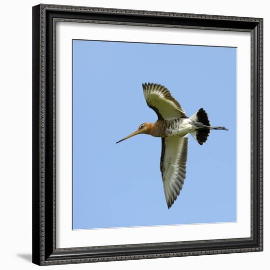 Male Black-Tailed Godwit (Limosa Limosa) In Flight, Marais Breton, Brittany - Bretagne-Loic Poidevin-Framed Photographic Print