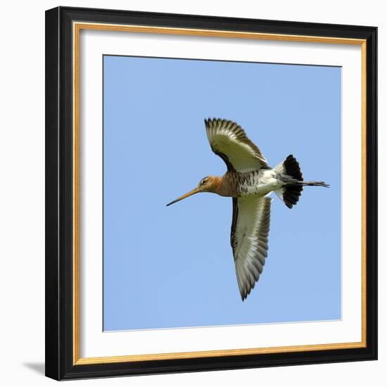 Male Black-Tailed Godwit (Limosa Limosa) In Flight, Marais Breton, Brittany - Bretagne-Loic Poidevin-Framed Photographic Print