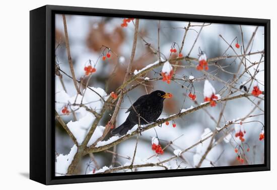 Male Blackbird feeding on berries in winter, Germany-Konrad Wothe-Framed Premier Image Canvas