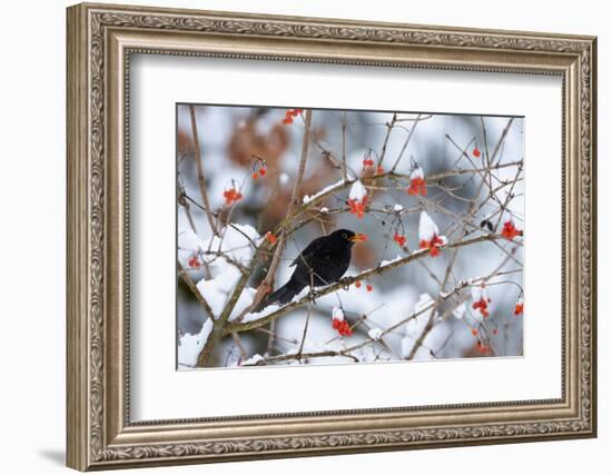 Male Blackbird feeding on berries in winter, Germany-Konrad Wothe-Framed Photographic Print