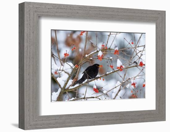 Male Blackbird feeding on berries in winter, Germany-Konrad Wothe-Framed Photographic Print