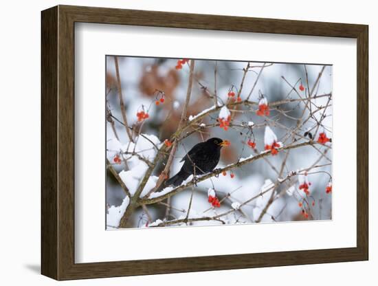 Male Blackbird feeding on berries in winter, Germany-Konrad Wothe-Framed Photographic Print