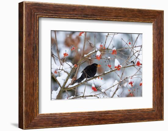 Male Blackbird feeding on berries in winter, Germany-Konrad Wothe-Framed Photographic Print