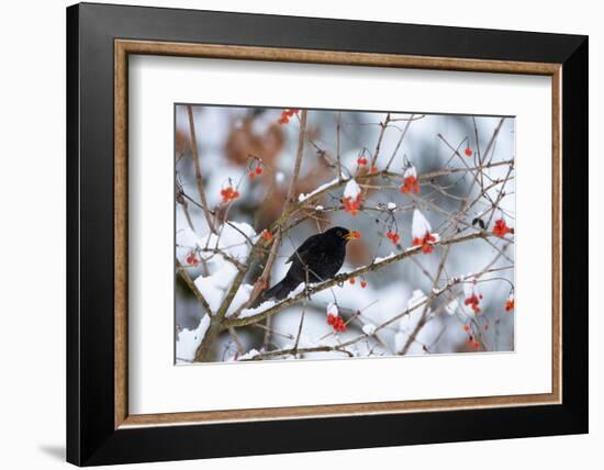 Male Blackbird feeding on berries in winter, Germany-Konrad Wothe-Framed Photographic Print