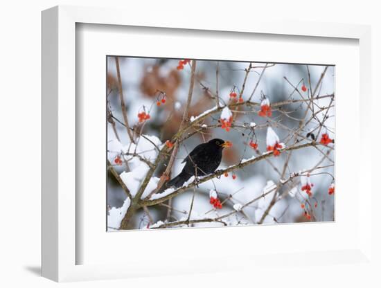 Male Blackbird feeding on berries in winter, Germany-Konrad Wothe-Framed Photographic Print