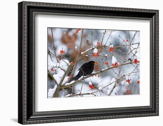 Male Blackbird feeding on berries in winter, Germany-Konrad Wothe-Framed Photographic Print