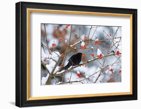 Male Blackbird feeding on berries in winter, Germany-Konrad Wothe-Framed Photographic Print