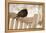 Male Blackbird (Turdus Merula) Perched in Winter, with Feathers Ruffled, Scotland, UK-Mark Hamblin-Framed Premier Image Canvas