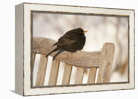 Male Blackbird (Turdus Merula) Perched in Winter, with Feathers Ruffled, Scotland, UK-Mark Hamblin-Framed Premier Image Canvas