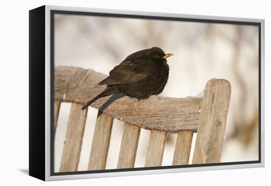 Male Blackbird (Turdus Merula) Perched in Winter, with Feathers Ruffled, Scotland, UK-Mark Hamblin-Framed Premier Image Canvas