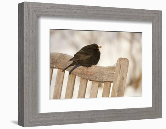 Male Blackbird (Turdus Merula) Perched in Winter, with Feathers Ruffled, Scotland, UK-Mark Hamblin-Framed Photographic Print