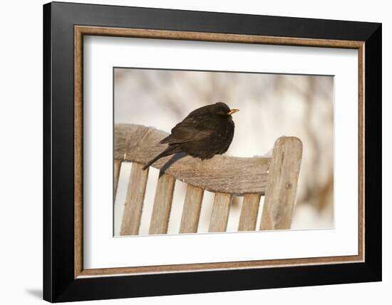 Male Blackbird (Turdus Merula) Perched in Winter, with Feathers Ruffled, Scotland, UK-Mark Hamblin-Framed Photographic Print