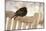 Male Blackbird (Turdus Merula) Perched in Winter, with Feathers Ruffled, Scotland, UK-Mark Hamblin-Mounted Photographic Print