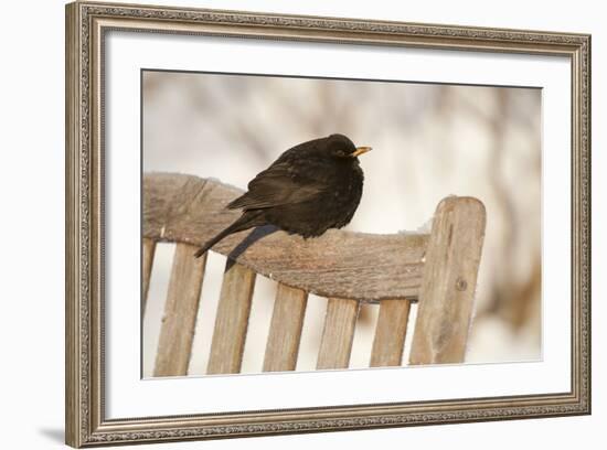 Male Blackbird (Turdus Merula) Perched in Winter, with Feathers Ruffled, Scotland, UK-Mark Hamblin-Framed Photographic Print