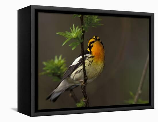 Male Blackburnian Warbler in Breeding Plumage, Pt. Pelee National Park, Ontario, Canada-Arthur Morris-Framed Premier Image Canvas