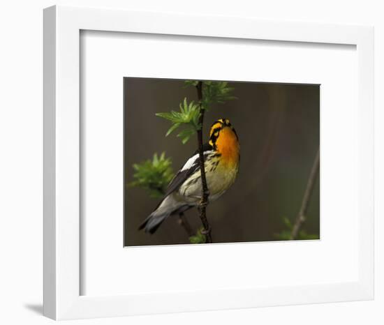 Male Blackburnian Warbler in Breeding Plumage, Pt. Pelee National Park, Ontario, Canada-Arthur Morris-Framed Photographic Print