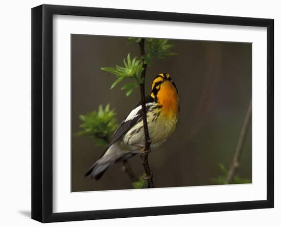 Male Blackburnian Warbler in Breeding Plumage, Pt. Pelee National Park, Ontario, Canada-Arthur Morris-Framed Photographic Print