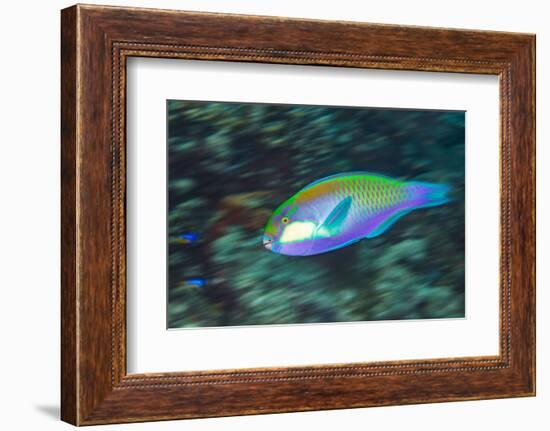 Male Bleeker's parrotfish displaying, Raja Ampat, Indonesia-Alex Mustard-Framed Photographic Print