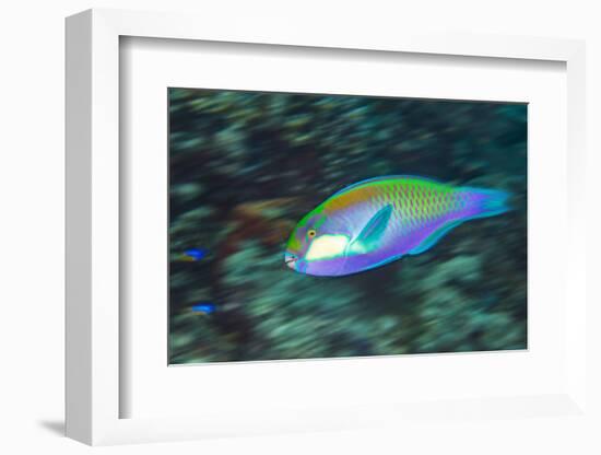 Male Bleeker's parrotfish displaying, Raja Ampat, Indonesia-Alex Mustard-Framed Photographic Print