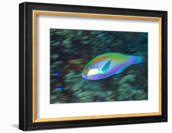 Male Bleeker's parrotfish displaying, Raja Ampat, Indonesia-Alex Mustard-Framed Photographic Print