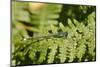 Male Blue-Tailed Damselfly (Ischnura Elegans) Resting on a Bracken Frond-Nick Upton-Mounted Photographic Print