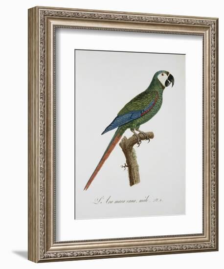 Male Blue-Winged Macaw-Jacques Barraband-Framed Giclee Print